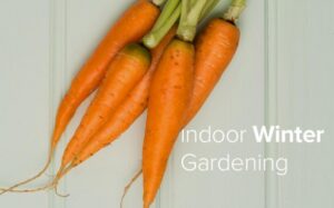 Indoor Winter Gardening